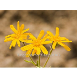 Arnica montana - Valkruid - BIODYNAMISCH