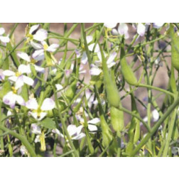Bladrammenas 40g - BIO