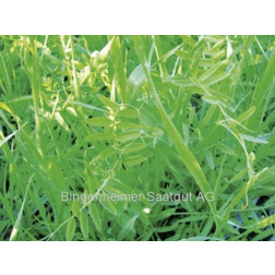 Wikke-rogge mengeling 75g - BIO