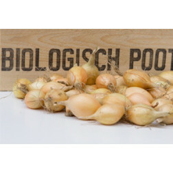 Plantui, Troy maat 10/22, 500g *bd