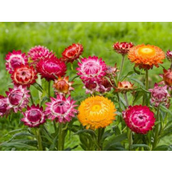 Helichrysum bracteatum - Goudstrobloem 'Monstrosum' - BIODYNAMISCH