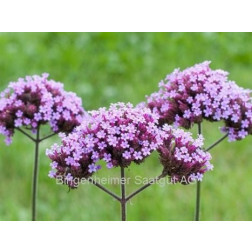 Verbena bonariensis - Ijzerhard - BIODYNAMISCH