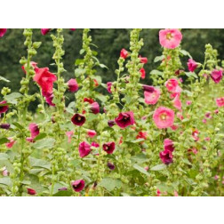 Althaea rosea - Stokroos - BIODYNAMISCH