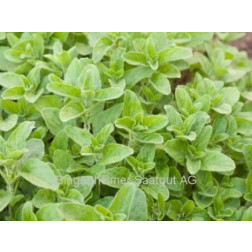 Oregano - Griekse - BIODYNAMISCH