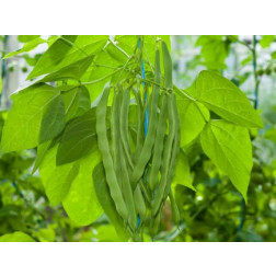 Stokboon (staakboon) - Trebona - BIO - 50% korting wegens verminderde kiemkracht