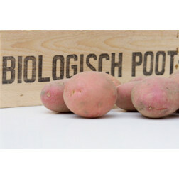 Pootaardappelen, Alouette maat 28/40, 1,38 kg (40 stuks) - BIO 