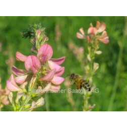 Esparcette/Sainfoin - BIO