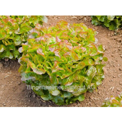 Eikenbladsla - Bijella - BIODYNAMISCH - 50% korting wegens verminderde kiemkracht
