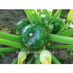 Courgettepompoen - Zaphito - BIODYNAMISCH