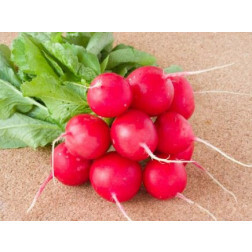 Radijs - Marike - BIODYNAMISCH - 50% korting wegens verminderde kiemkracht