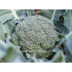 Broccoli - Rasmus - BIO