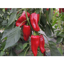 Paprika - Türkischer gewürzpaprika - BIODYNAMISCH 