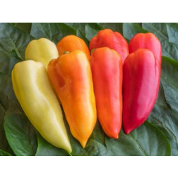 Paprika- Ferenc Tender - BIODYNAMISCH