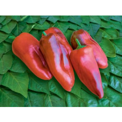 Paprika - Fritz - BIODYNAMISCH