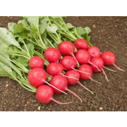 Radijs - Rudi - BIODYNAMISCH