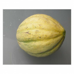 Meloen - Vieille France - BIO 