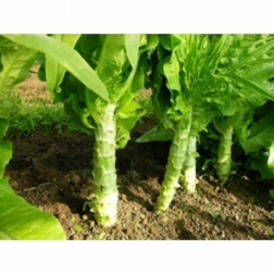 Stengelsla - Celtuce - BIO