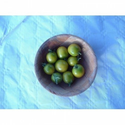 Kerstomaat - Raisin Vert - BIO