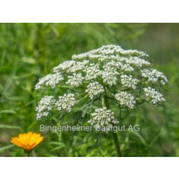 Ammi visnaga - Fijn akkerscherm - BIODYNAMISCH