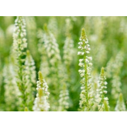 Reseda alba - Witte Reseda - BIO