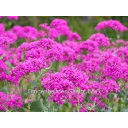 Silene armeria - Pekbloem - BIODYNAMISCH