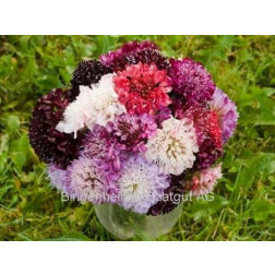 Scabiosa atropurpurea - Duifkruid - BIODYNAMISCH