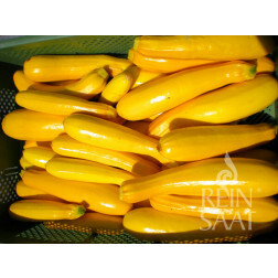 Courgette - Gold Rush - BIODYNAMISCH