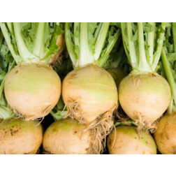 Koolraap - Wilhelmsburger - BIODYNAMISCH - 50% korting wegens verminderde kiemkracht