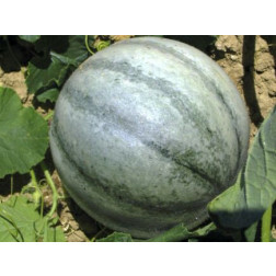 Meloen - Petit Gris de Rennes - BIODYNAMISCH