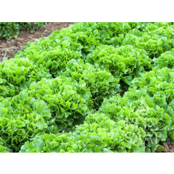 Andijvie - Géante Maraîchère - BIODYNAMISCH - 50% korting wegens verminderde kiemkracht