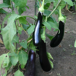 Aubergine - Violetta Lunga 3 - BIO